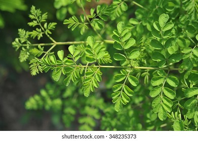 Young Moringa Leaves In Nature Light, Alternative Medicine Plant