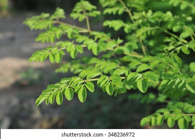 Young Moringa leaves in nature light, alternative medicine plant