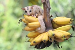 A Young Mosaic Sugar Glider Eating A Ripe Banana On A Tree. This Mammal Has The Scientific Name Petaurus Breviceps.