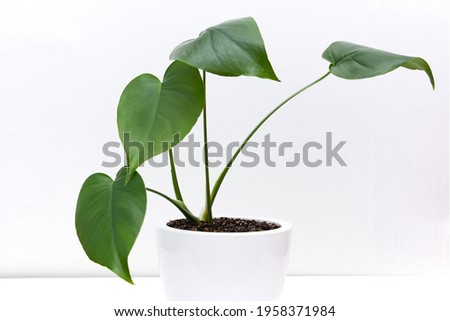 Young moster plant in a white pot. Leaf I monstera gourmet on a white background. Stylish and minimalist urban jungle interior.