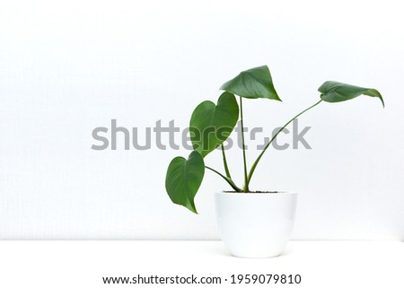 Young moster plant in a white pot. Leaf I monstera gourmet on a white background. Stylish and minimalist urban jungle interior.