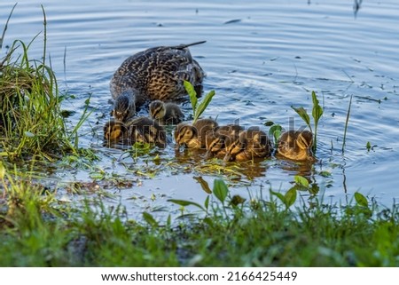 A young mother duck vigilantly watches her ducklings on the pond.