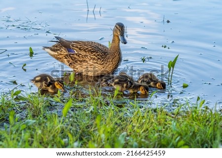 A young mother duck vigilantly watches her ducklings on the pond.