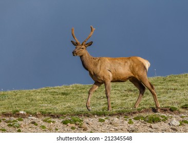 young elk antlers
