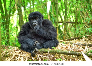 Young Mountain Gorilla In Rwanda