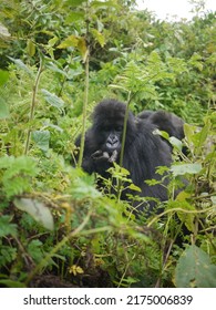 Young Mountain Gorilla In Virunga National Park, Rwanda