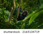 Young Mountain Gorillain the forest. Gorilla baby. Gorilla in the habitat, Bwindi NP in Uganda. wildlife in Africa. Playing on the tree in the forest, nature wildlife in Uganda.