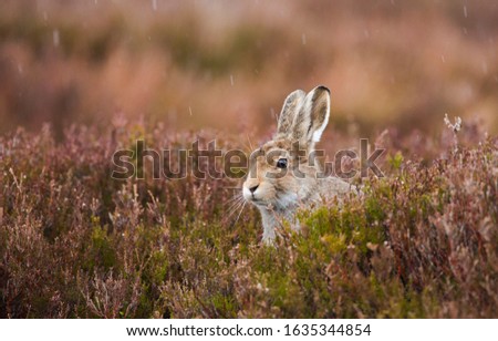 Young Mountain Hare photographed in the rain, in Scotland.