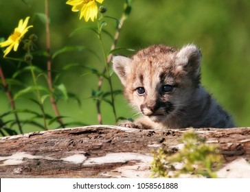 Young Mountain Lion Kitten