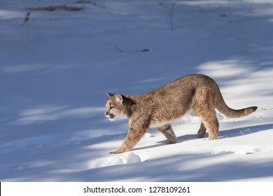 Young Mountain Lion Running In Snow