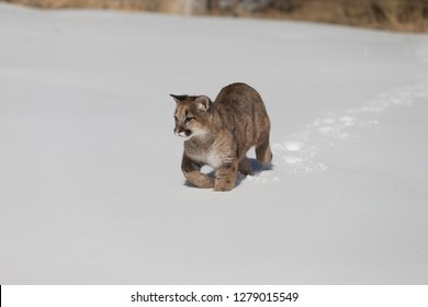 Young Mountain Lion Running In Snow