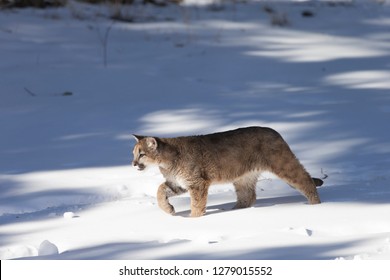 Young Mountain Lion Running In Snow