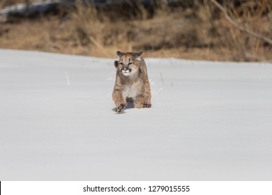 Young Mountain Lion Running In Snow