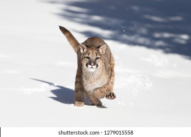 Young Mountain Lion Running In Snow