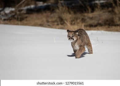 Young Mountain Lion Running In Snow