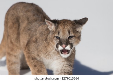 Young Mountain Lion Running In Snow