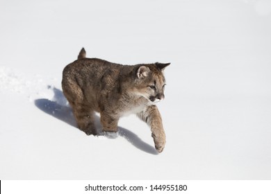 A Young Mountain Lion Running In The Snow