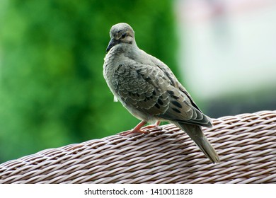 Juvenile Mourning Dove Images Stock Photos Vectors Shutterstock