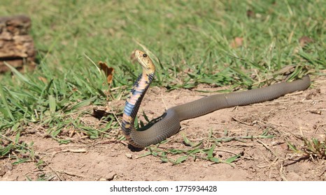 79 Mozambique spitting cobra Images, Stock Photos & Vectors | Shutterstock