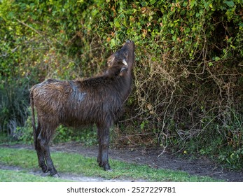 A young, muddy buffalo calf stands on a grassy path, stretching its neck to feed on leafy vegetation from a dense, green hedge.  - Powered by Shutterstock