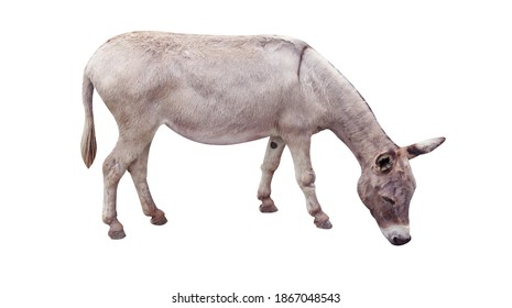 Young Mule Isolated On White Background