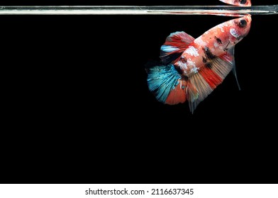 A Young Multi-colored Betta Fish Making Bubble Nest