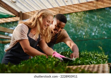 Young multiracial couple in aprons smiling while gardening in plant nursery - Powered by Shutterstock