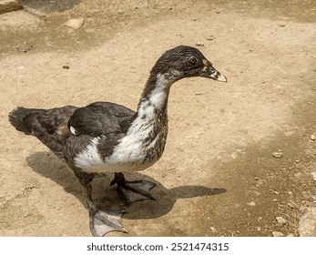 A young Muscovy duck standing on a dirt ground, looking off into the distance. - Powered by Shutterstock