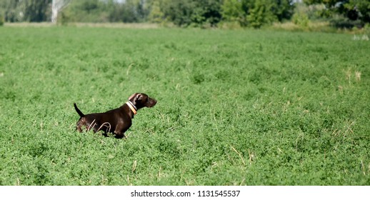 Pointer Puppy Images Stock Photos Vectors Shutterstock