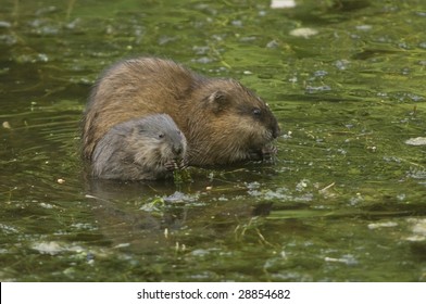 baby muskrat