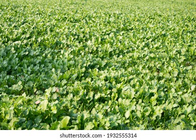 5,775 Young Mustard Plants Images, Stock Photos & Vectors | Shutterstock