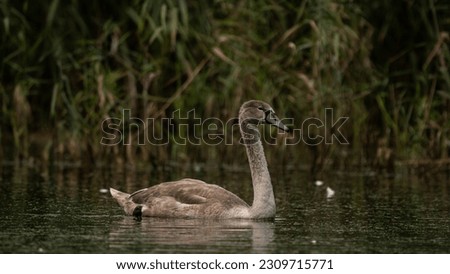 Young Mute Swan (Cygnus olor) on the lake among the reeds. Wildlife scene with water bird. Swan on summer day in calm water. Bird in the nature habitat