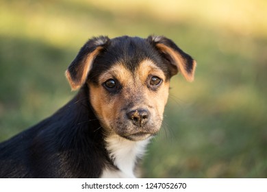 young mutt dog portrait