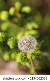 Young Nature, Dandelion And Spruce Tips