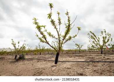 Young Nectarine Trees In A Regenerated Orchard