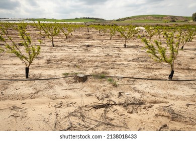 Young Nectarine Trees In A Regenerated Orchard