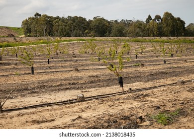 Young Nectarine Trees In A Regenerated Orchard