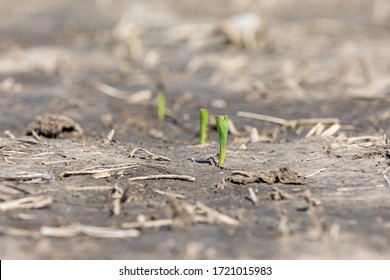 Young New Corn Plant, VE Growth Stage, Emerging In Farm Field. Rain And Flooding Have Caused Hard, Cracking Soil Conditions During Spring Planting Season