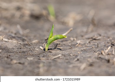 Young new corn plant, VE growth stage, emerging in farm field. Rain and flooding have caused hard, cracking soil conditions during spring planting season