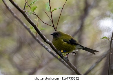 Young New Zealand Bellbird 