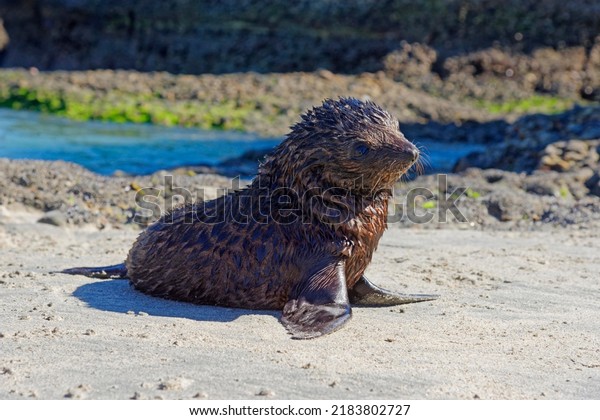 Young New Zealand\
Fur Seal (Arctocephalus forsteri) on Wharakari beach, Cape\
Farewell, Southland, New\
Zealand
