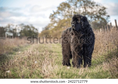 Young Newfoundland dog standing in nature, blurred autumn background 
