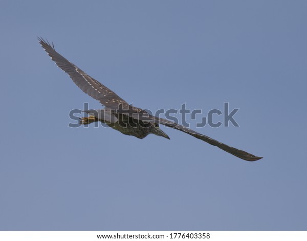 Young night heron bird\
with wings spread