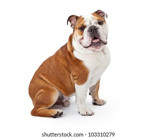 A young nine month old English Bulldog sitting against a white background and looking at the camera