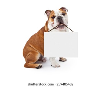 A young nine month old English Bulldog sitting against a white background holding a blank sign in his mouth