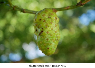 Young noni fruit is bright green still attached to the tree trunk