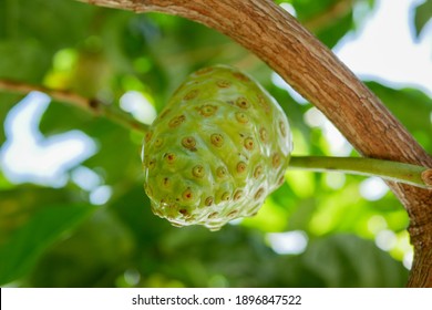 Young noni fruit is bright green still attached to the tree trunk