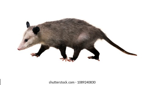 417 North american opossum Images, Stock Photos & Vectors | Shutterstock