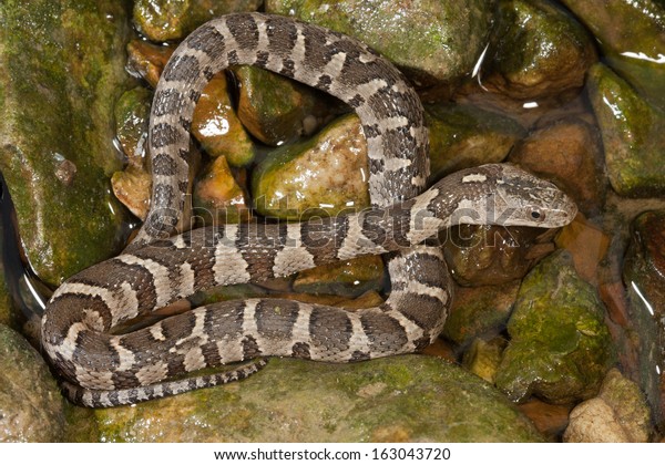 Young Northern Watersnake Nerodia Sipedon Stock Photo (Edit Now) 163043720