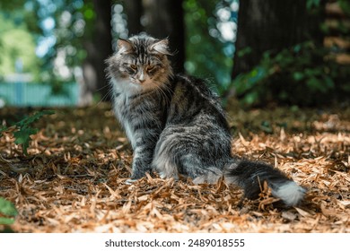 Young Norwegian Forest cat black tabby spotted in the woods forest - Powered by Shutterstock